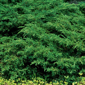 Juniperus Repanda - Spreading Evergreen Shrub, Dark Green Foliage (15-30cm Height Including Pot)