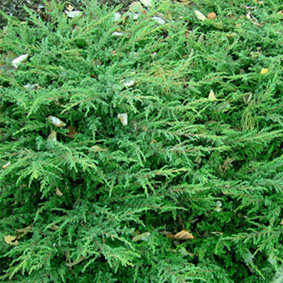 Juniperus Repanda - Spreading Evergreen Shrub, Dark Green Foliage (15-30cm Height Including Pot)