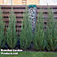 Juniperus scopulorum Blue Arrow 9cm Potted Plant x 1