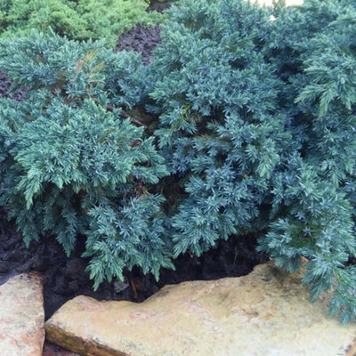 Juniperus squamata Blue Star 1 Litre Potted Plant x 1