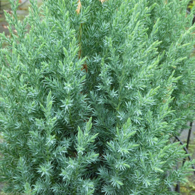 Juniperus Stricta Garden Plant - Columnar Evergreen, Compact Size (20-30cm Height Including Pot)