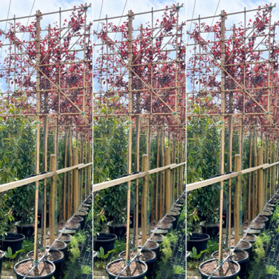 Just Pleachy 3 x Cherry Plum Pleached Trees (Prunus cerasifera ...