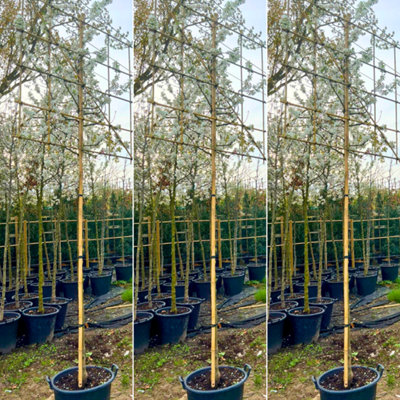 Just Pleachy 3 x Crab Apple Pleached Trees (Malus Evereste, 180cm