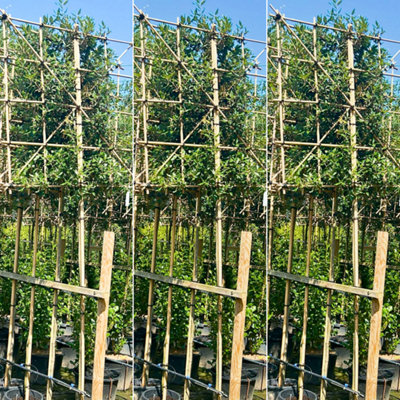 Just Pleachy 3 x Holm Oak Pleached Trees (Quercus ilex, 180cm Clear ...