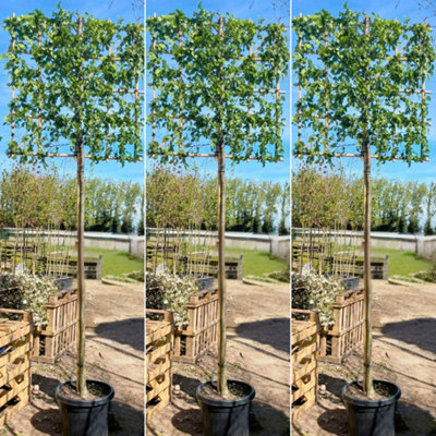 Just Pleachy 3 x Hornbeam Pleached Trees (Carpinus betulus, 180cm Clear ...