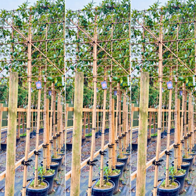 Just Pleachy 3 x Japanese Privet Pleached Trees (Ligustrum japonicum ...