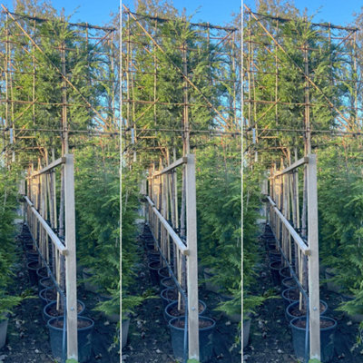 Just Pleachy 3 x Leyland Cypress Pleached Trees (Cuprocyparis leylandii ...