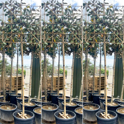 Just Pleachy 3 x Magnolia Pleached Trees (Magnolia grandiflora, 180cm ...