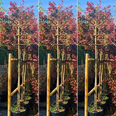 Just Pleachy 3 x Pink Marble Pleached Trees (Photinia fraseri Cassini ...
