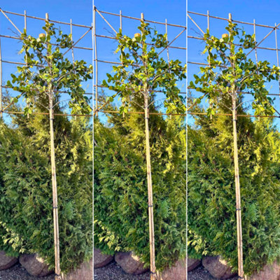 Just Pleachy 3 x White Camellia Pleached Trees (Camellia japonica ...
