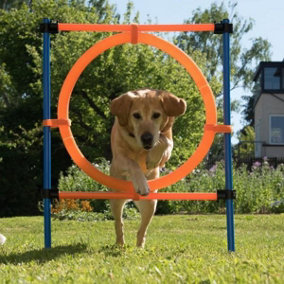 K9 Pursuits Pet Dog Agility Training Jumping Ring Hoop Hurdle Outdoor Fun