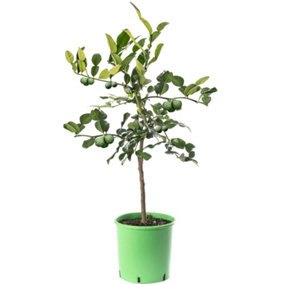 Kaffir Lime Tree - Outdoor Fruit Tree, Grow Your Own Tasty Fruits, Ideal Size for UK Gardens in 20cm Pot (2-3ft)