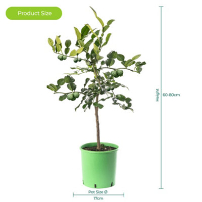 Kaffir Lime Tree - Outdoor Fruit Tree, Grow Your Own Tasty Fruits, Ideal Size for UK Gardens in 20cm Pot (2-3ft)