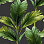 Kailani Leaf Wallpaper Charcoal / Green Belgravia 59115