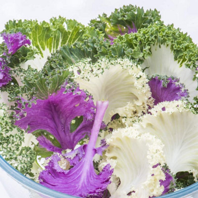 Buy Kale Jardin Mixed 1 Seed Packet at B&Q