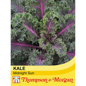 Kale Midnight Sun 1 Seed Packet (20 Seeds)