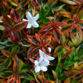 Kaleidoscope Outdoor Shrub Plant Abelia x Grandiflora Garden Plants 2L Pot