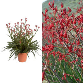 Kangaroo Paw Plant 'Beauty Red' - Anigozanthos in a 12cm Pot - House Plant