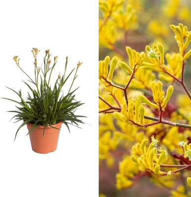 Kangaroo Paw Plant 'Beauty Yellow' - Anigozanthos in a 12cm Pot - House Plant