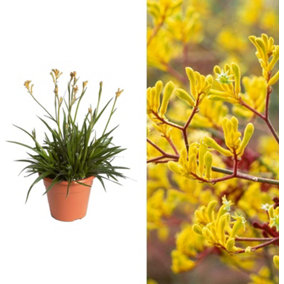 Kangaroo Paw Plant 'Beauty Yellow' - Anigozanthos in a 12cm Pot - House Plant