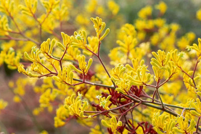Kangaroo Paw Plant 'Beauty Yellow' - Anigozanthos in a 12cm Pot - House Plant