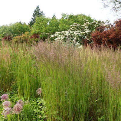 Calamagrostis 'Karl Foerster' - Lot De 2 Graminées Ornementales - Herbe Décorative Pour Jardin - Pot 23 Cm