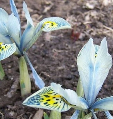 Katherine Hodgkin Iris Bulbs (100 Bulbs)