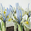 Katherine Hodgkin Iris Bulbs (100 Bulbs)