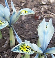 Katherine Hodgkin Iris Bulbs (200 Bulbs)