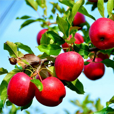 Katy Apple Tree  3-4ft, in a 6L Pot Ready to fruit. Sweet,Juicy Strawberry Taste 3FATPIGS