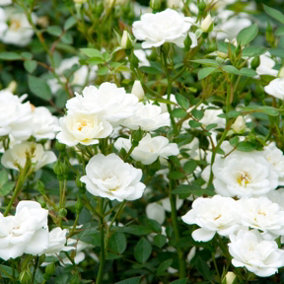 Kent Rose Bush White Flowering Roses Ground Cover Roses 4L Pot