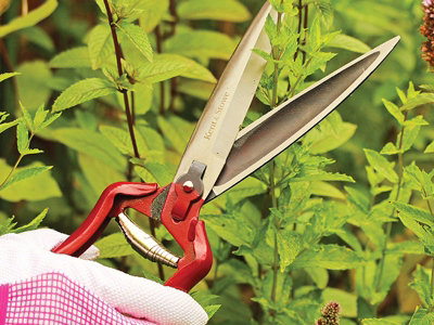 Kent & Stowe Premium Hand Shears for Perfect Topiary and Shrub Shaping