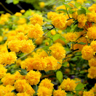 Kerria japonica 'Pleniflora' / Bachelor's Buttons Plant In 2L Pot ...