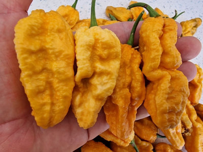 Bhut Jolokia Chilli Seeds