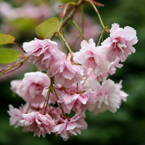Kiku-shidare-zakura Flowering Cherry Blossom Tree Prunus 12L Pot 1.5m - 1.8m
