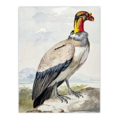 King Vulture Bird Vintage Watercolour Schouman Wall Art Poster Print 12X16"