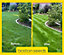 KissMyGrass Premium Spring & Summer Lawn and Sportsfield Fertiliser 12.5.5+ (1 x 5kg)