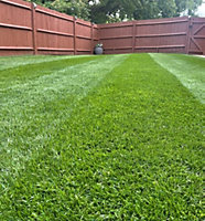 KissMyGrass Slow Release Lawn Fertiliser 20.6.8 (6 month) (1 x 20kg)