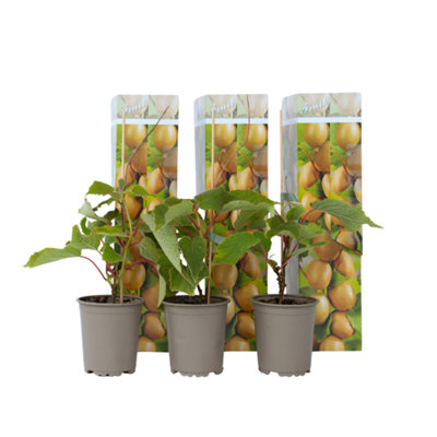 Kiwi fruit - 3 pcs. - Actinidia deliciosa Jenny - Height 20-40cm - Pot 9cm