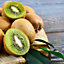 Kiwi Fruit Plant Actinidia 'Jenny' in a 17cm Pot Edible and 100% Self-Fertile