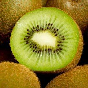 Kiwi Jenny Fruit Bush Actinidia Deliciosa Fruiting Shrub Plant 2L Pot