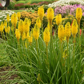 Kniphofia Banana Popsicle Plant in 9cm Pot - Rare Red Hot Poker Variety
