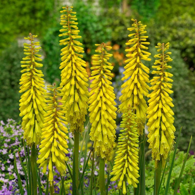 Kniphofia Banana Popsicle Plant in 9cm Pot - Rare Red Hot Poker Variety - 4