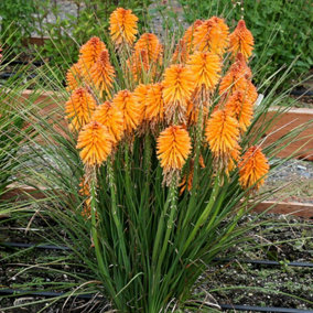 Kniphofia Orange Popsicle in 9cm Pot - Strong Red Hot Poker Plant