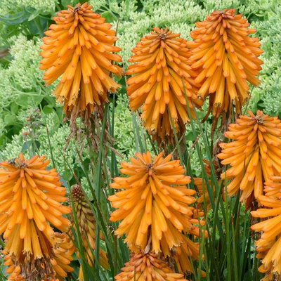 Kniphofia Orange Popsicle in 9cm Pot - Strong Red Hot Poker Plant - 3