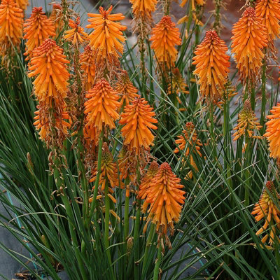 Kniphofia Orange Popsicle in 9cm Pot - Strong Red Hot Poker Plant - 4