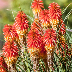 Kniphofia Papaya Popsicle Garden Plant - Vibrant Orange and Yellow Flowers, Compact Size (15-25cm Height Including Pot)