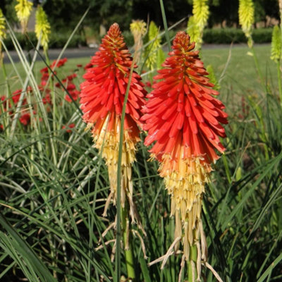 kniphofia-papaya-popsicle-garden-plant-vibrant-orange-and-yellow