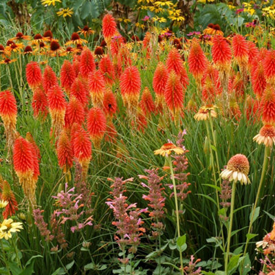 kniphofia-papaya-popsicle-garden-plant-vibrant-orange-and-yellow