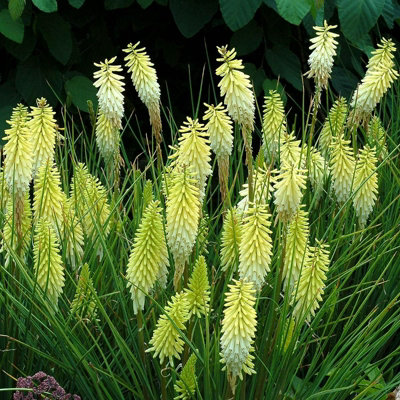 Kniphofia Pineapple Popsicle Plant in 9cm Pot - Unusual Red Hot Poker Variety
